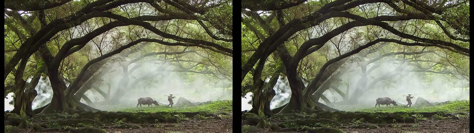 Misty Wu Forest